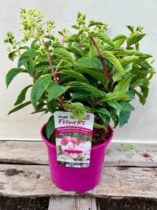 '' Oryginalna etykieta licencyjna Groundbreaker Blush PBR – sadzonka Living Creations